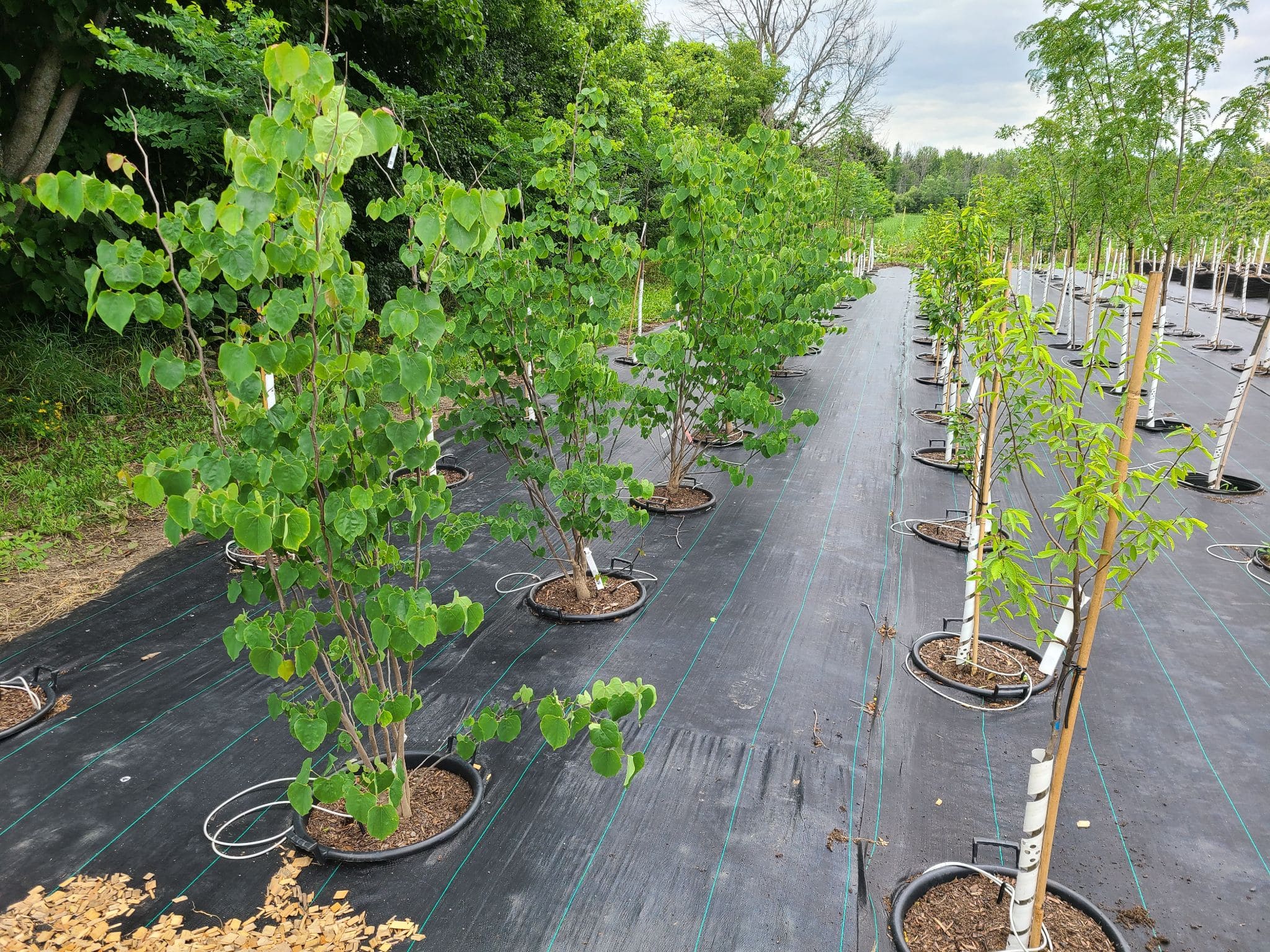 A nursery of trees all growing