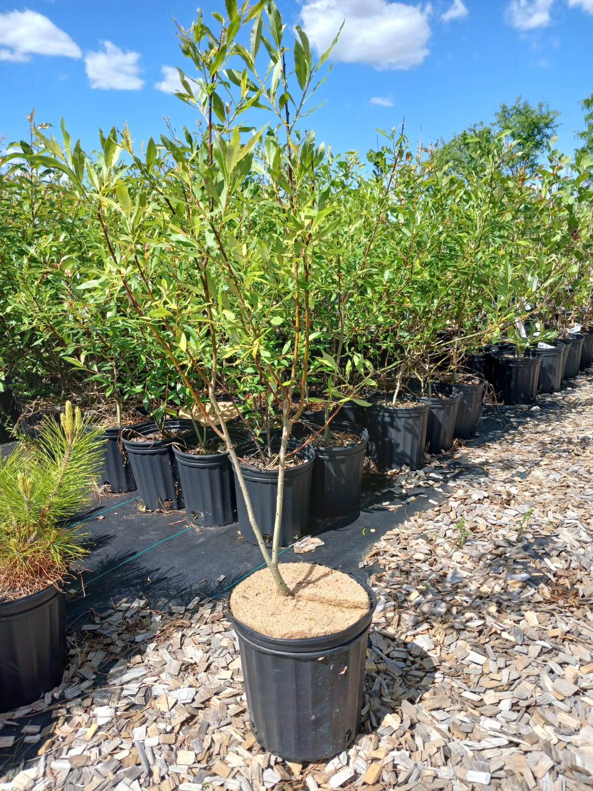 Pussy Willow
