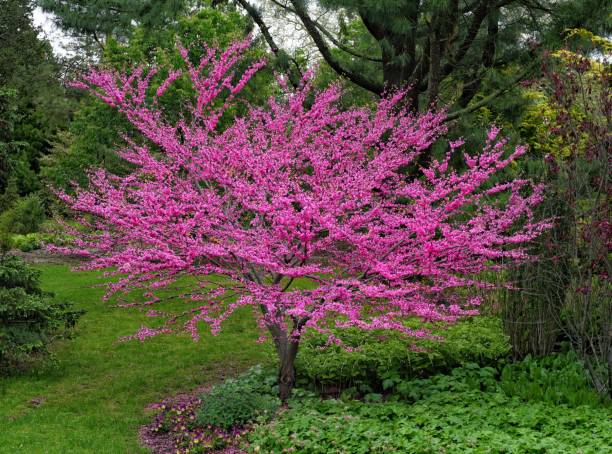 Eastern Redbud