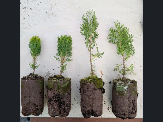 Atlantic Cypress