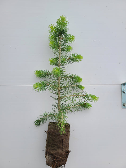 Blue Spruce
