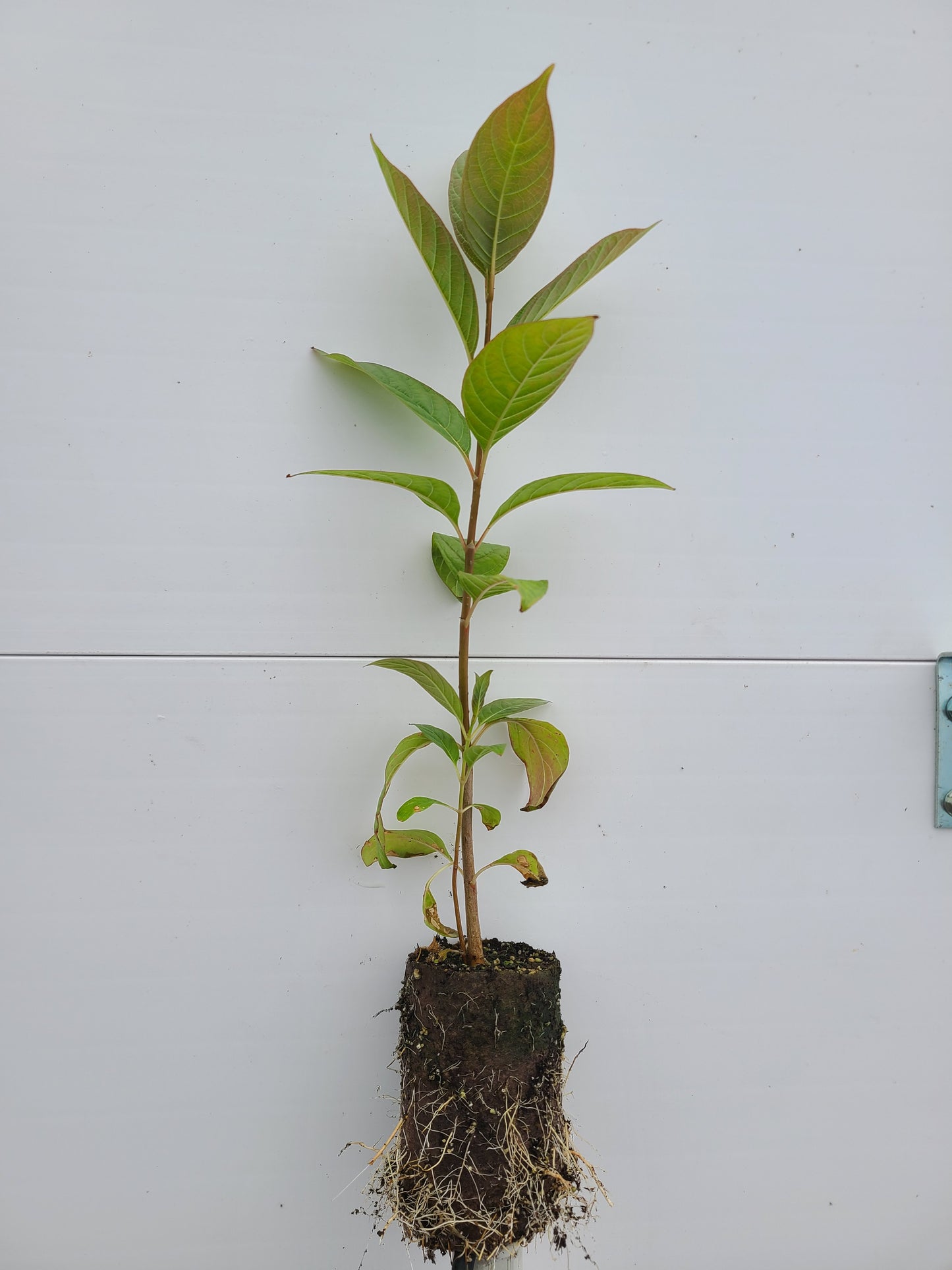 Button Bush | 60mm | Tree Seedling | Harbers Greenhouses and Forestry