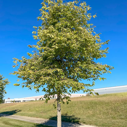 Hackberry