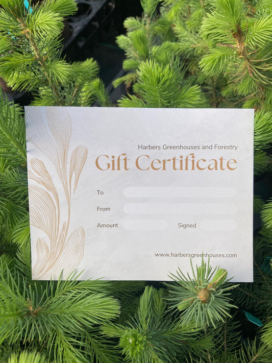 Gift Certificate