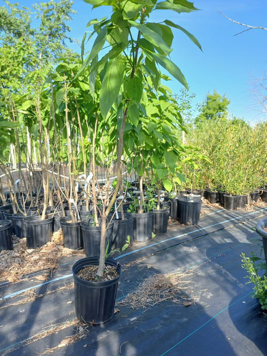 Northern Catalpa