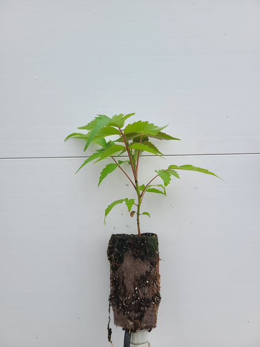 Staghorn Sumac
