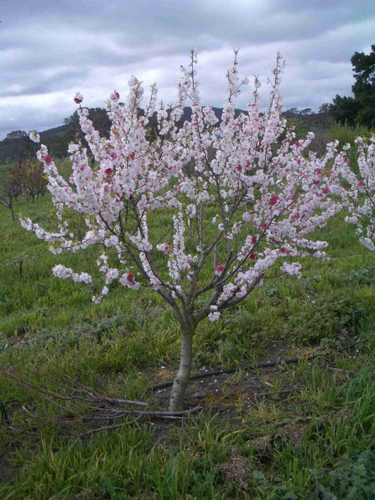 Peach 'Harrow Diamond' 10 Gallon