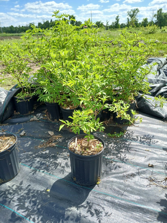 American Elderberry/Common Elderberry