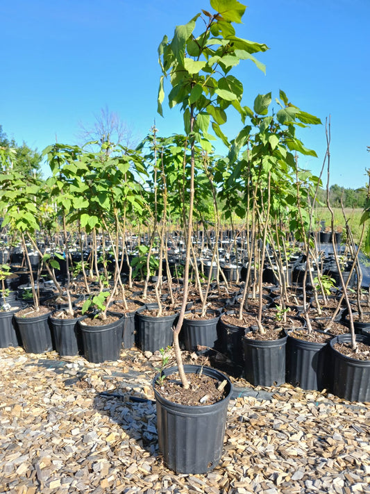 Yellow Catalpa