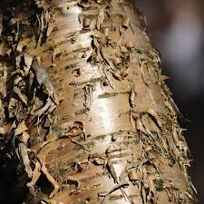 Yellow Birch