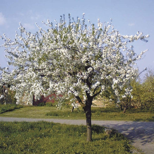 'Stella' Cherry 10 Gallon